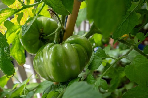 Unripe beefsteak tomatoes on the vine, Bavaria, Germany