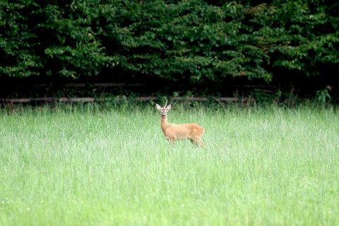 Roe deer (Capreolus capreolus), male, unicorn, meadow, North Rhine-Westphalia, Germany, A roebuck