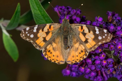 A lady butterfly (Vanessa cardui) with patterned wings on a flower panicle of the butterfly bush