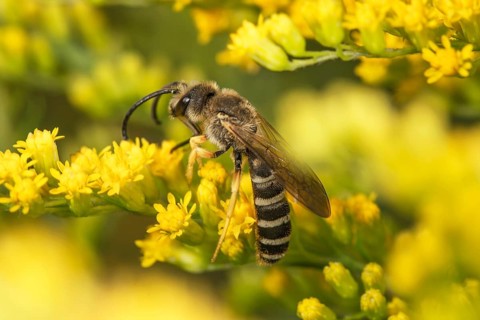A yellow-banded furrow bee (Halictus scabiosae) sits on yellow flowers of Solidago canadensis