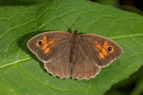 A female ox-eye (Maniola jurtina) with orange-coloured dots sunbathing on a leaf,