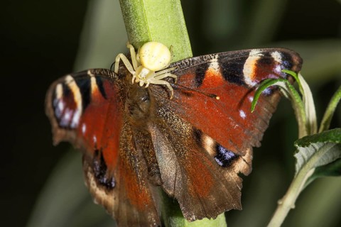 A peacock butterfly (Inachis io) is attacked by a Goldenrod crab spider (Misumena vatia) on a stem