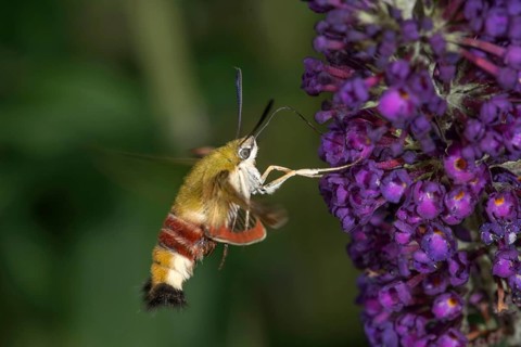 A bumblebee hawkmoth (Hemaris fuciformis) sucking nectar from a flower of the butterfly bush,