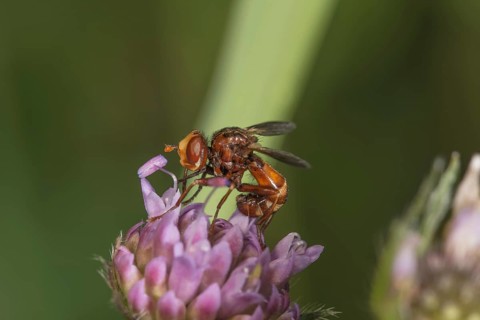 Close-up of a broad-fronted bladderwrack (Sicus ferrugineus) on a flower of the forest widow