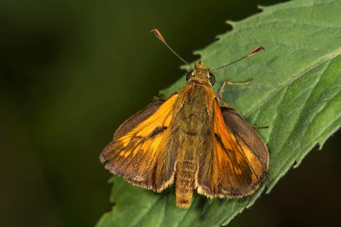 A comma butterfly (Hesperia comma) with orange-coloured wings sitting on a leaf, Baden-Württemberg,