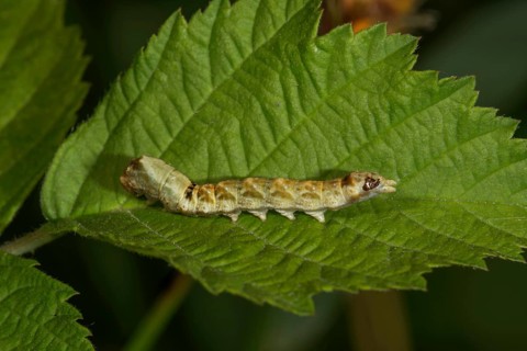 A caterpillar of the rose owl (Thyatira batis) on a green leaf in a natural environment,