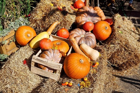 Various pumpkins on straw bales, autumn decoration, Saintes-Maries-de-la-Mer, Camargue, France