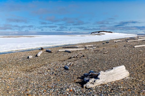 Driftwood on a pebble beach, Kinvika, Muchinsonfjord, Spitsbergen, Svalbard