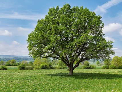 English oak (Quercus robur), leaf budding in front of a blue cloudy sky, Freiamt, Canton Aargau,