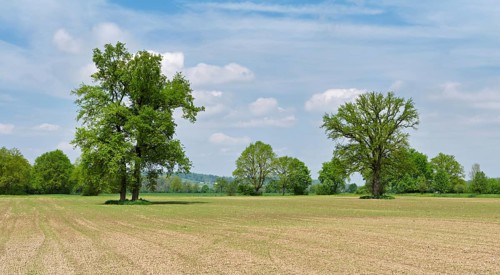 A group of English oaks (Quercus robur), standing in a field during leaf emergence, Siebeneichen