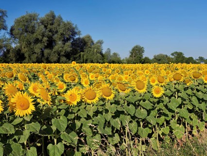 Field of flowering sunflowers (Helianthus annuus), Canton Zug, Switzerland