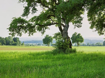 English oak (Quercus robur), standing in meadow, Siebeneichen nature reserve, Freiamt, Canton