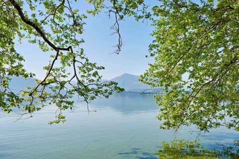 Lake Zug with tree in the foreground, Rigi in the background, Villette, Park, Cham, Canton Zug,