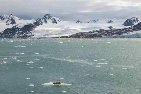 Bearded seal (Erignathus barbatus) on ice floe in front of glacier between mountains,