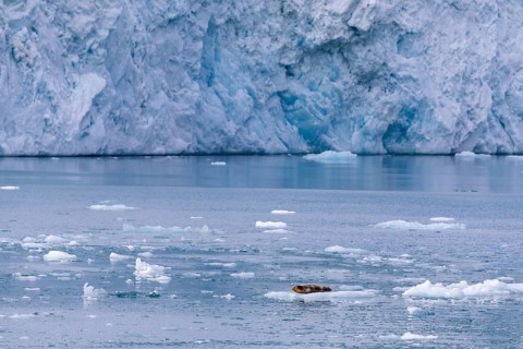 Bearded seal (Erignathus barbatus) on an ice floe in front of a glacier tongue, Lillienhöökbreen,