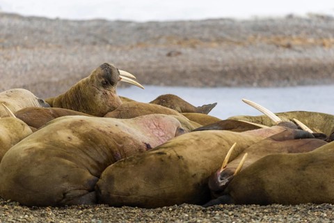 Group of walruses (Rosmarus arcticus) on the beach, Mammals (Mammalia), Eolusneset, Spitsbergen,