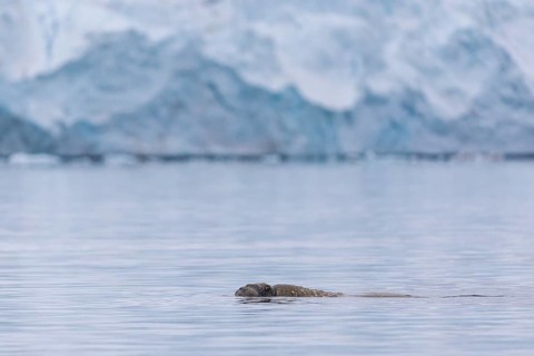 Walrus (Rosmarus arcticus) swimming in the water in front of a glacier tongue, Mammals (Mammalia),