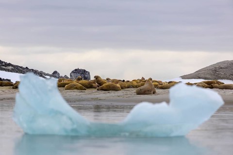 Group of walruses (Rosmarus arcticus) lying on the beach, drift ice, Mammals (Mammalia),