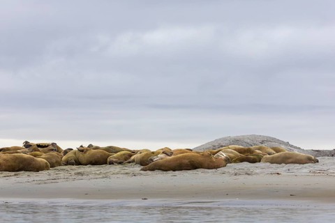 Group of walruses (Rosmarus arcticus) lying on the beach, Mammals (Mammalia), Gravnesodden,