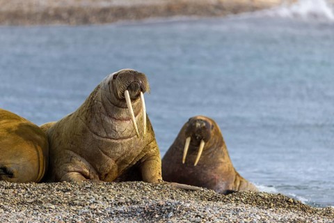 Two walruses (Rosmarus arcticus) on the beach, Mammals (Mammalia), Eolusneset, Spitsbergen,