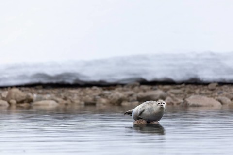 Harbour seal (Phoca vitulina) lying on a stone in the water, Mammals (Mammalia), Smeerenburgbreen,
