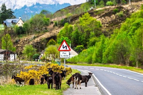 Goats over Invershiel, Loch Duich, Scotland, UK