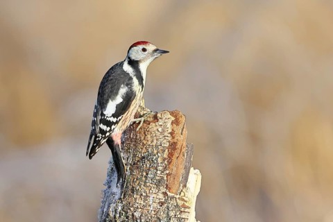 Middle spotted woodpecker (Dendrocopos medius) foraging on the trunk of a grey birch (Betula