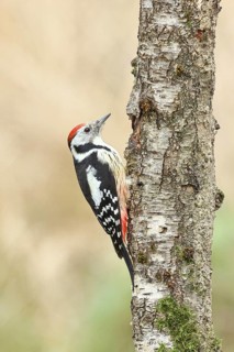 Middle spotted woodpecker (Dendrocopos medius) foraging on the trunk of a grey birch (Betula