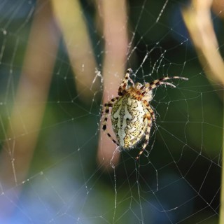 Aculepeira ceropegia, (Araneus ceropegia), macro photograph, spider, arachnid, Wilnsdorf, North