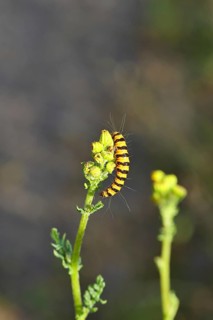 St. James's wort bear or blood bear (Tyria jacobaeae), butterfly caterpillar, moth, family