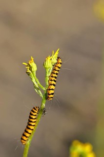 St. Jacob's weed bear or blood bear (Tyria jacobaeae), butterfly caterpillar, moth, family