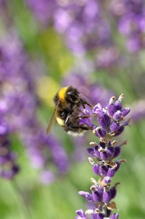 Ground bumblebee (Bombus terrestris), on a lavender flower (Lavandula angustifolia), macro