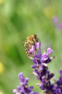 Honey bee (Apis mellifera) on a lavender flower (Lavandula angustifolia), macro photograph,
