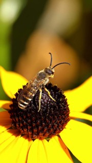 Yellow-banded furrow bee (Halictus scabiosae), on yellow coneflower (Echinacea paradoxa), macro