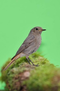 Black redstart (Phoenicurus ochruros), on a moss-covered tree stump in a garden, Wilnsdorf, North