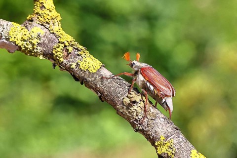 May beetle, wood cockchafer (Melolontha hippocastani), male, on a branch overgrown with lichen,