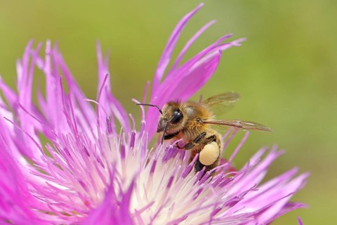 European honeybee (Apis mellifera), with pollen pollen, collecting nectar from a flower of the