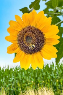 Bumblebee (Bombus) sits in flower of sunflower (Helianthus annuus) collects pollen and nectar has