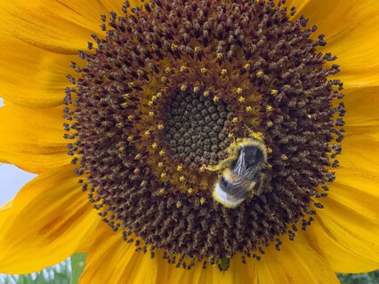 Bumblebee (Bombus) sits in flower of sunflower (Helianthus annuus) collects pollen and nectar has