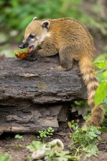 South American coati (Nasua nasua) youngster on an old tree trunk, captive, Zoo Augsburg