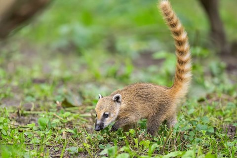 South American coati (Nasua nasua) youngster walking on the ground, captive, Zoo Augsburg