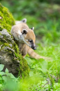 South American coati (Nasua nasua) youngster on a mossy rock, captive, Zoo Augsburg