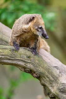 South American coati (Nasua nasua) on an old tree trunk, captive, Zoo Augsburg