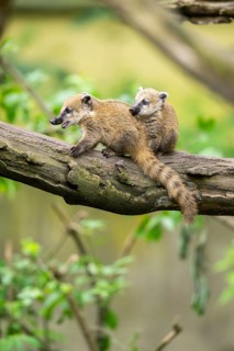 South American coati (Nasua nasua) youngsters on an old tree trunk, captive, Zoo Augsburg