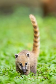 South American coati (Nasua nasua) youngster walking on the ground, captive, Zoo Augsburg