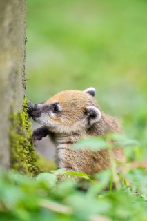 South American coati (Nasua nasua) youngster on the ground, captive, Zoo Augsburg
