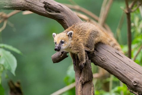 South American coati (Nasua nasua) youngster klimbing a little tree, captive, Zoo Augsburg