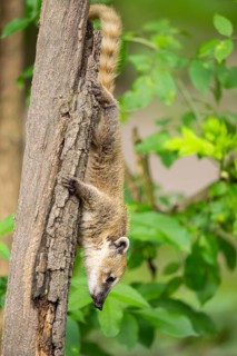 South American coati (Nasua nasua) youngster klimbing a little tree, captive, Zoo Augsburg