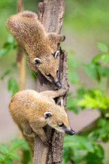South American coati (Nasua nasua) youngsters klimbing in a tree, captive, Zoo Augsburg