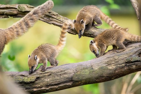 South American coati (Nasua nasua) youngsters on an old tree trunk, captive, Zoo Augsburg